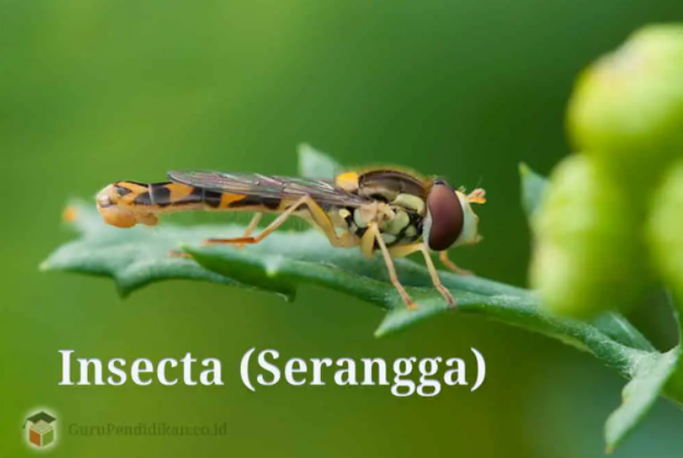 √ Insecta Serangga Pengertian Ciri Klasifikasi Struktur Sistem