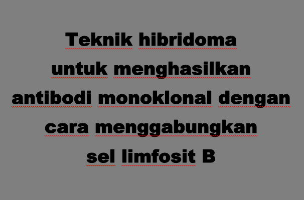 Teknik hibridoma untuk menghasilkan antibodi monoklonal dengan cara menggabungkan sel limfosit B